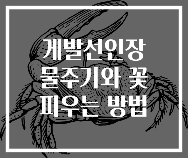 게발선인장 물주기와 꽃 피우는 방법