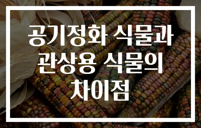 공기정화 식물과 관상용 식물의 차이점