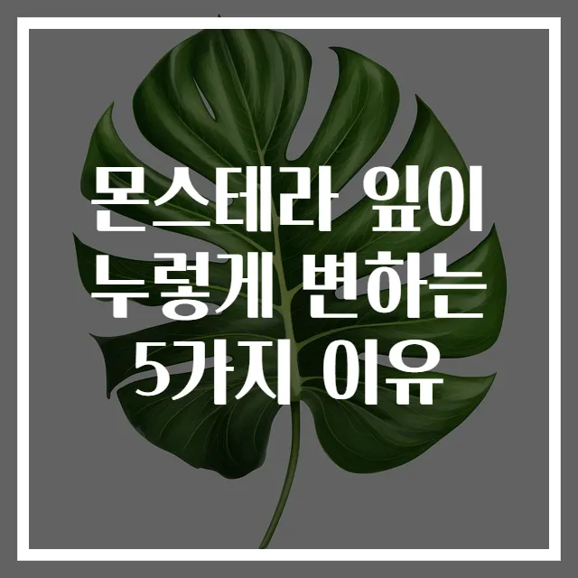 몬스테라 잎이 누렇게 변하는 5가지 이유