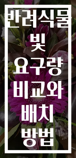 반려식물 빛 요구량 비교와 배치 방법
