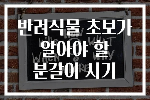 반려식물 초보가 알아야 할 분갈이 시기