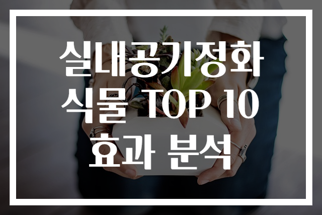 실내공기정화 식물 TOP 10 효과 분석