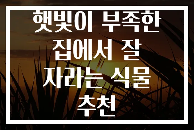 햇빛이 부족한 집에서 잘 자라는 식물 추천