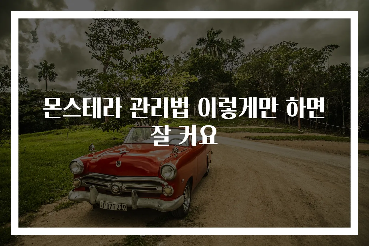 몬스테라 관리법 이렇게만 하면 잘 커요