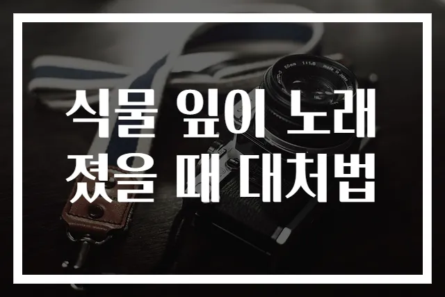 식물 잎이 노래졌을 때 대처법
