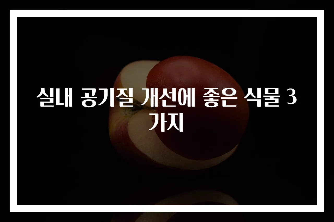 실내 공기질 개선에 좋은 식물 3가지