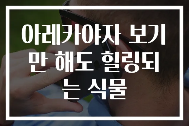 아레카야자 보기만 해도 힐링되는 식물