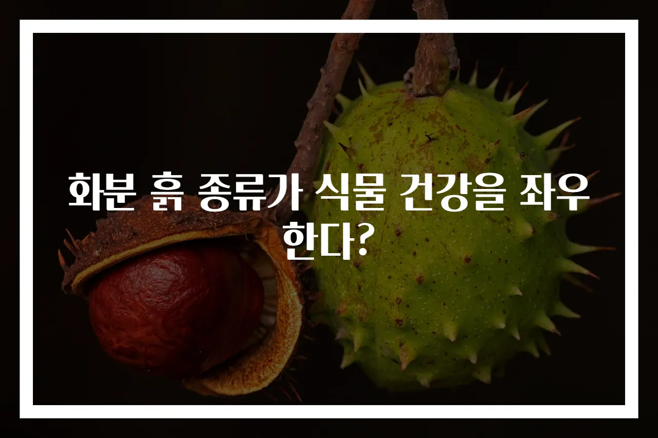 화분 흙 종류가 식물 건강을 좌우한다?