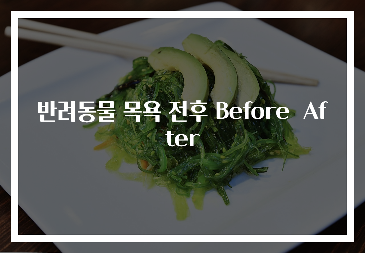 반려동물 목욕 전후 Before After