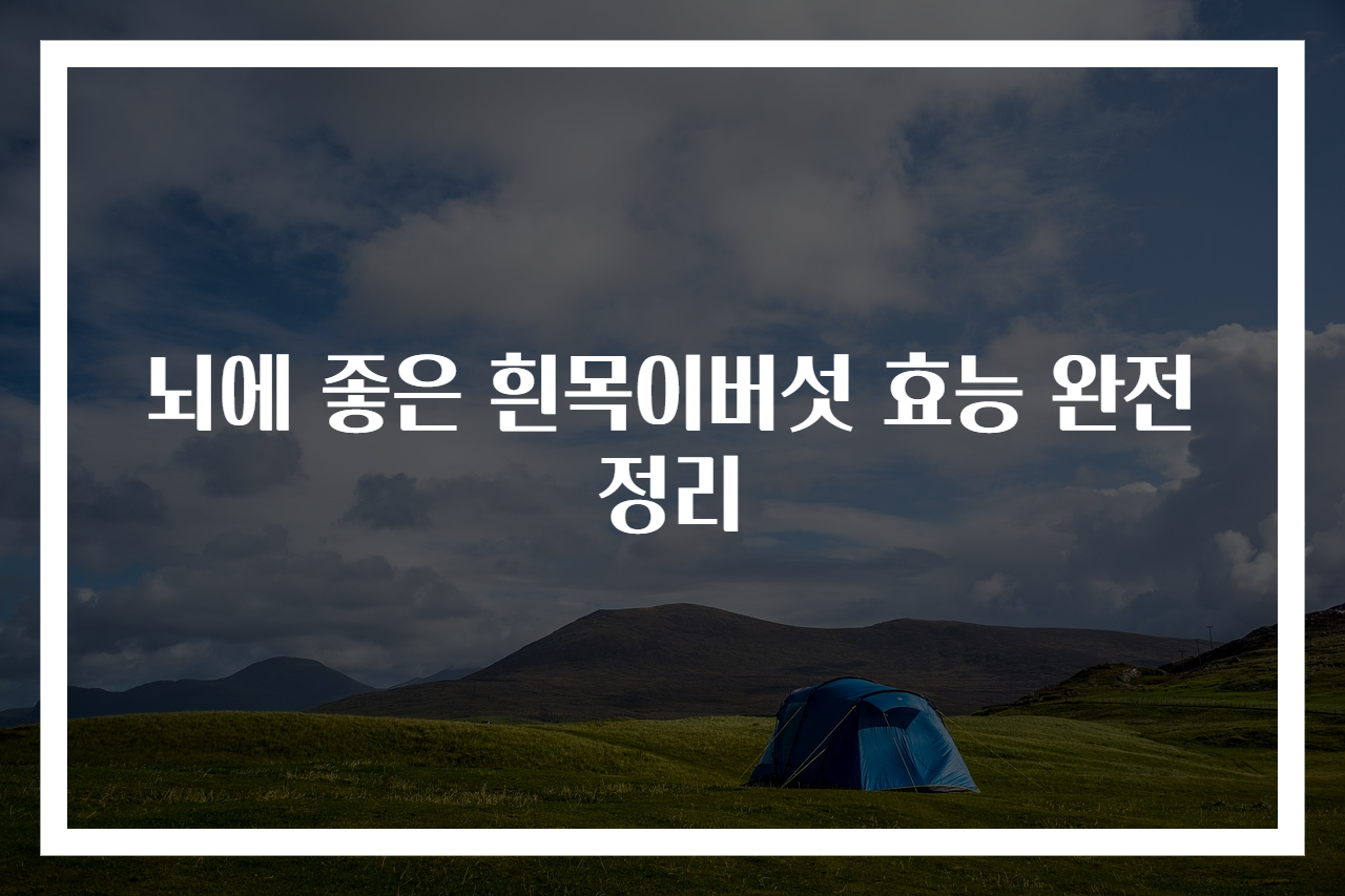 뇌에 좋은 흰목이버섯 효능 완전정리