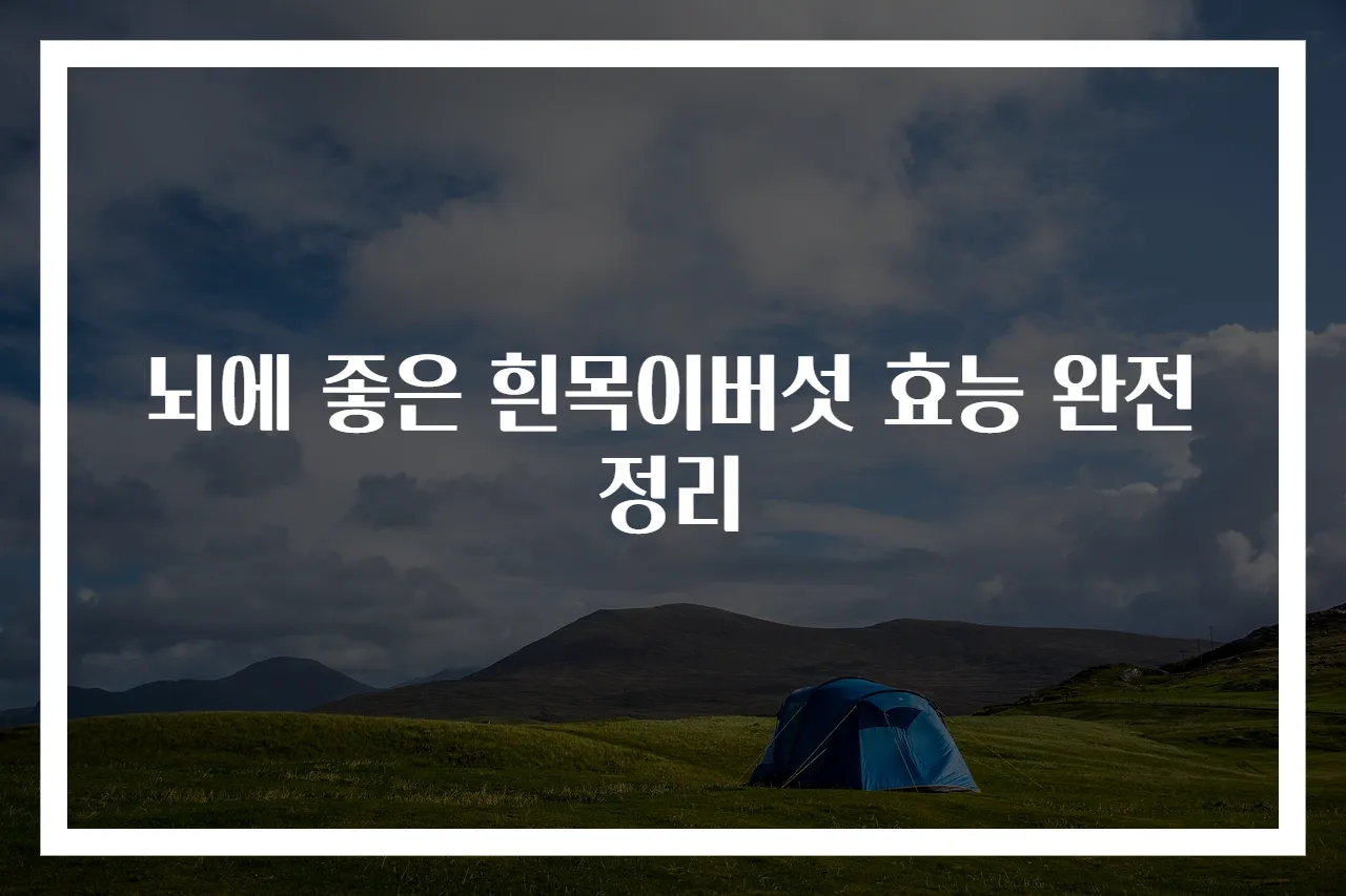 뇌에 좋은 흰목이버섯 효능 완전정리