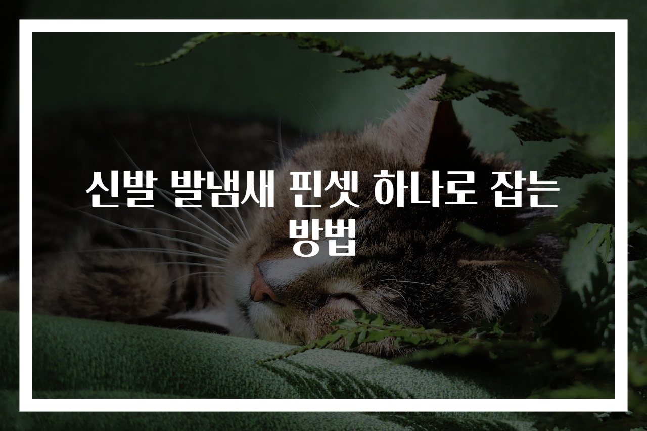 신발 발냄새 핀셋 하나로 잡는 방법