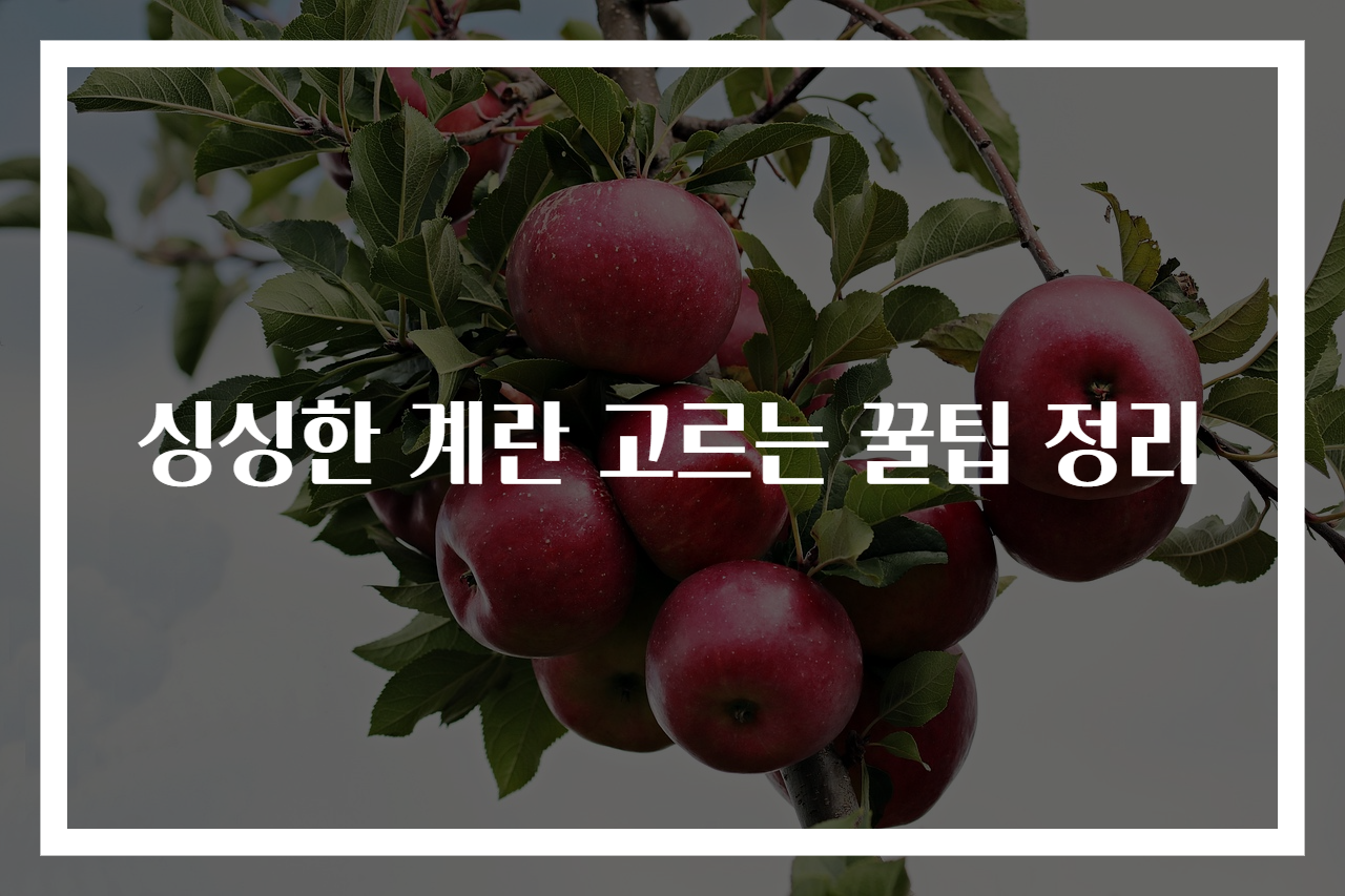 싱싱한 계란 고르는 꿀팁 정리