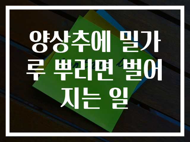 양상추에 밀가루 뿌리면 벌어지는 일