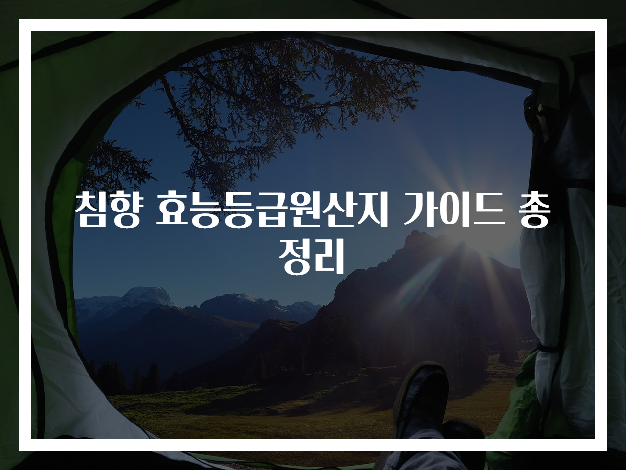 침향 효능등급원산지 가이드 총정리