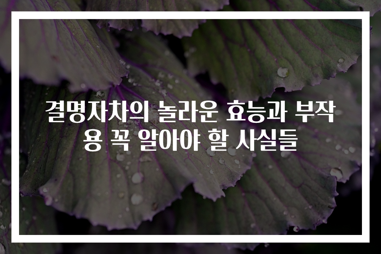 결명자차의 놀라운 효능과 부작용 꼭 알아야 할 사실들