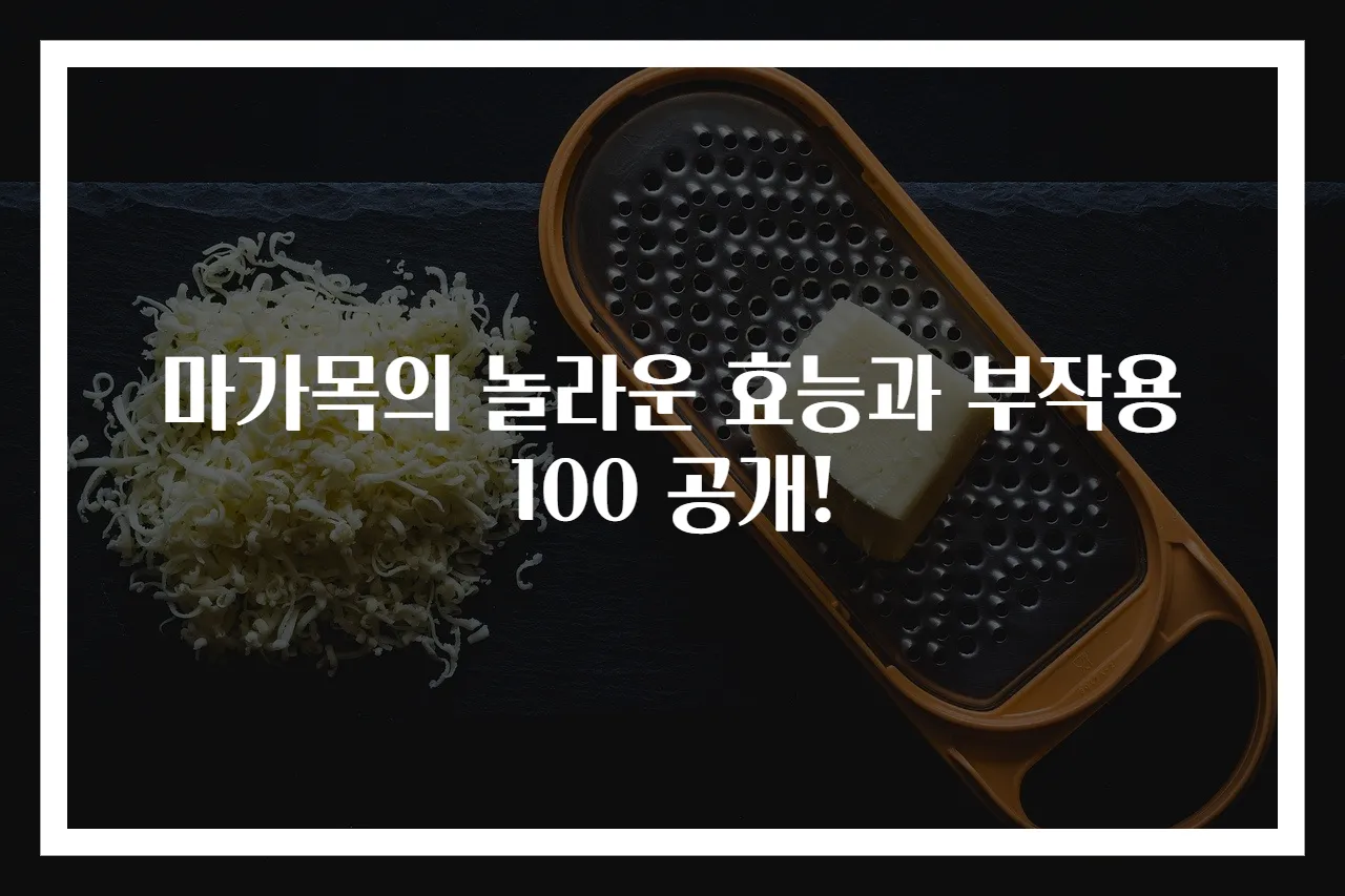 마가목의 놀라운 효능과 부작용 100 공개!
