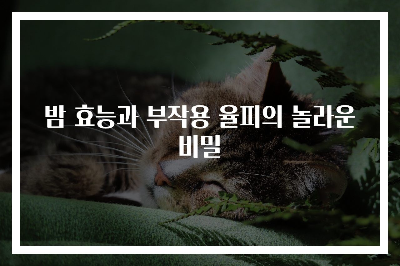 밤 효능과 부작용 율피의 놀라운 비밀