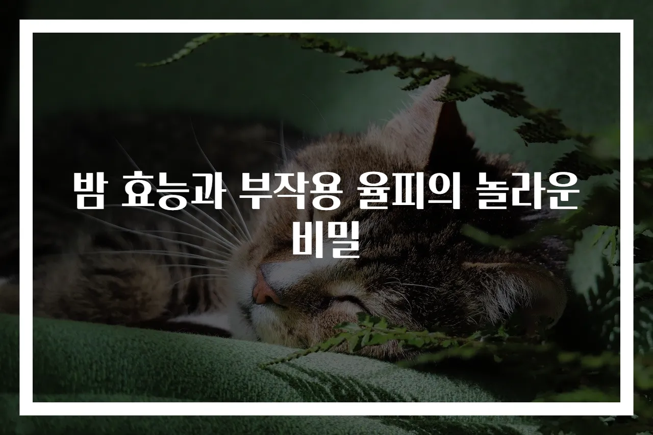 밤 효능과 부작용 율피의 놀라운 비밀
