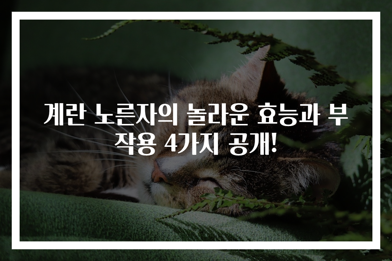 계란 노른자의 놀라운 효능과 부작용 4가지 공개!
