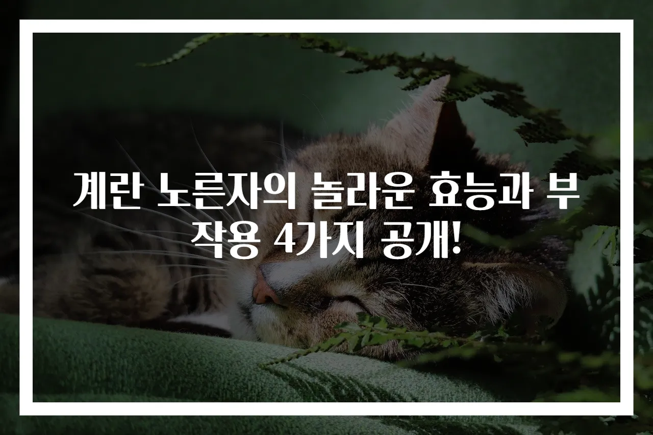계란 노른자의 놀라운 효능과 부작용 4가지 공개!
