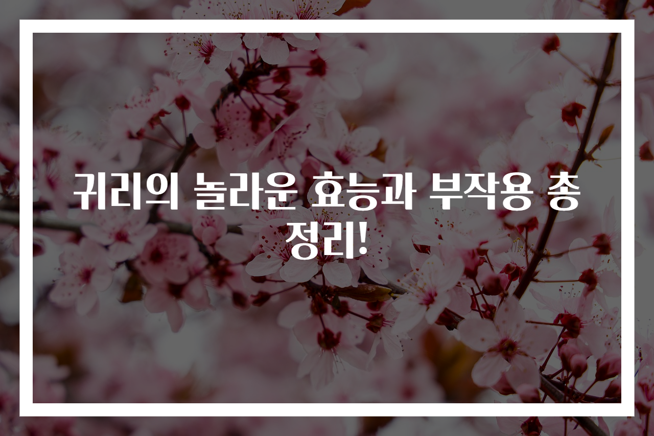 귀리의 놀라운 효능과 부작용 총정리!
