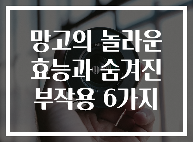 망고의 놀라운 효능과 숨겨진 부작용 6가지