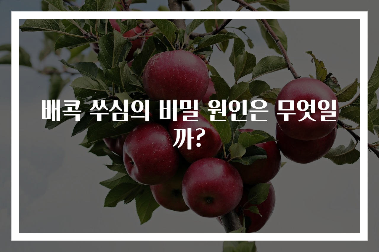 배콕 쑤심의 비밀 원인은 무엇일까?