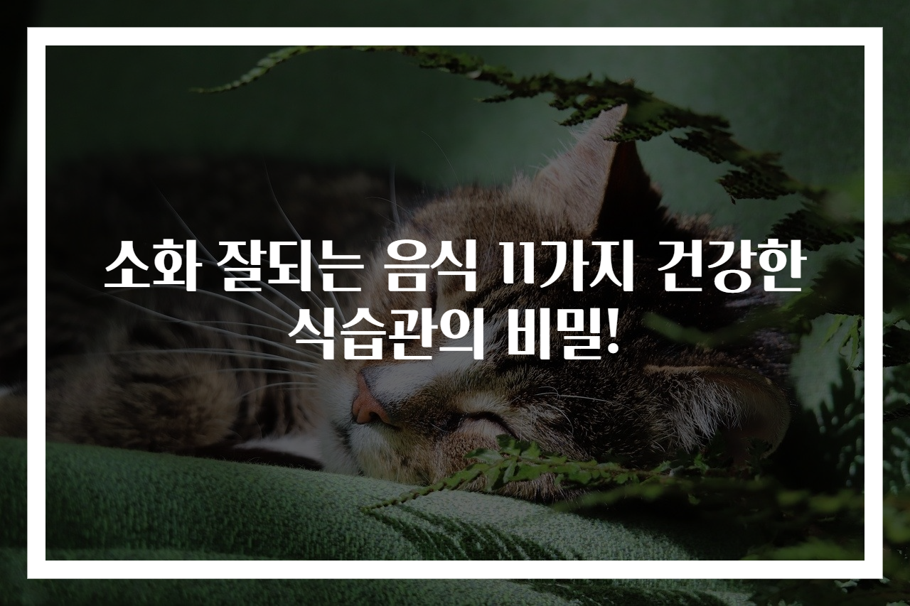 소화 잘되는 음식 11가지 건강한 식습관의 비밀!