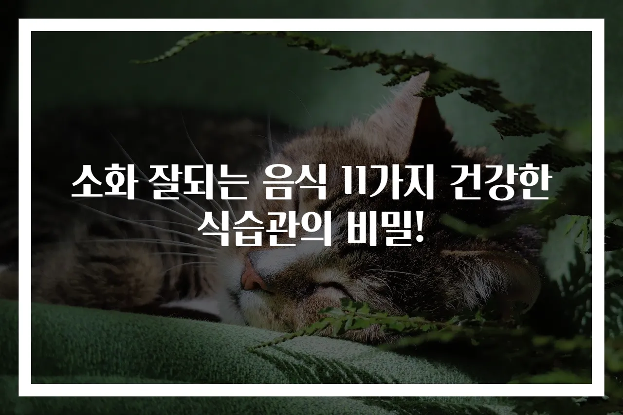 소화 잘되는 음식 11가지 건강한 식습관의 비밀!