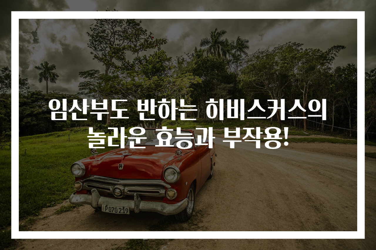 임산부도 반하는 히비스커스의 놀라운 효능과 부작용!