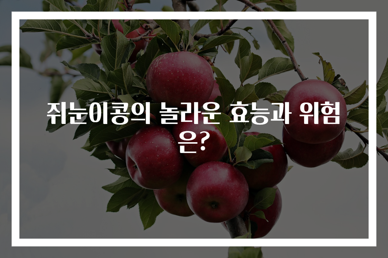 쥐눈이콩의 놀라운 효능과 위험은?