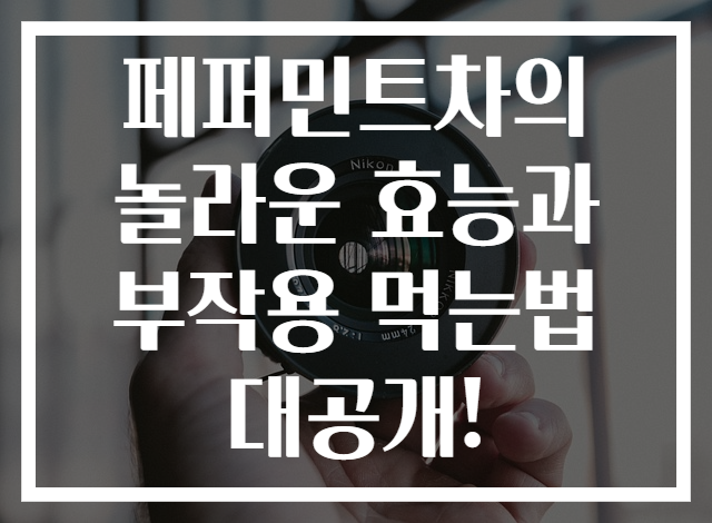 페퍼민트차의 놀라운 효능과 부작용 먹는법 대공개!