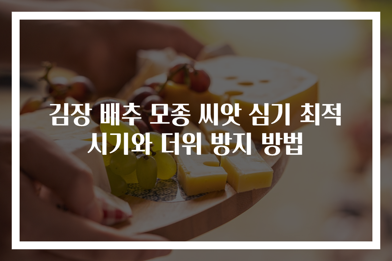 김장 배추 모종 씨앗 심기 최적 시기와 더위 방지 방법