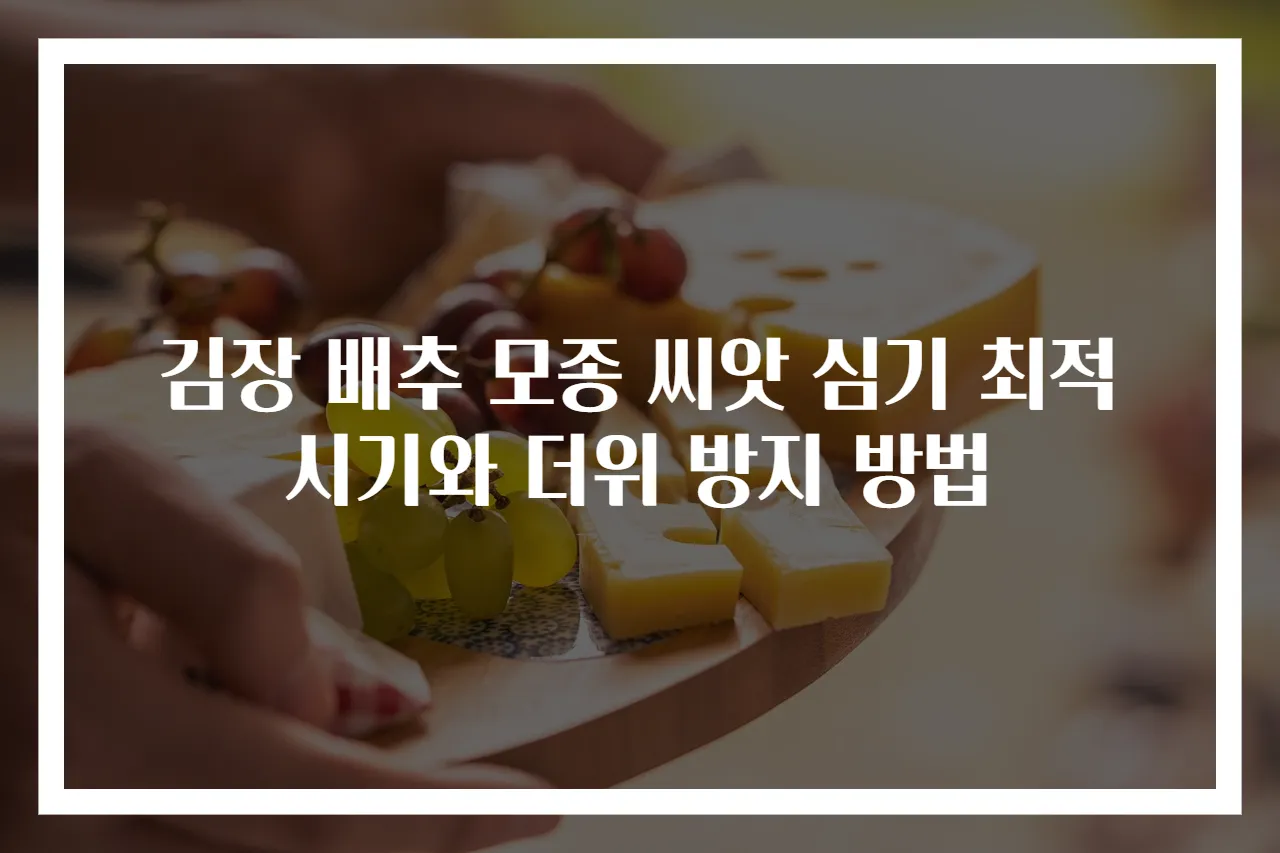 김장 배추 모종 씨앗 심기 최적 시기와 더위 방지 방법