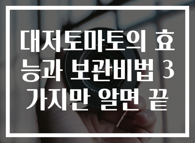 대저토마토의 효능과 보관비법 3가지만 알면 끝