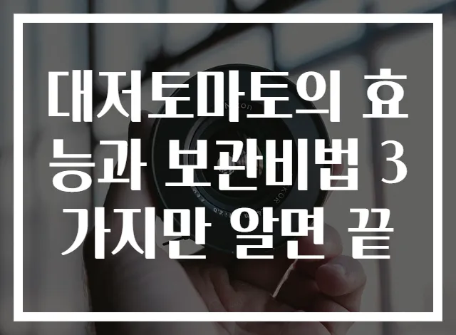 대저토마토의 효능과 보관비법 3가지만 알면 끝