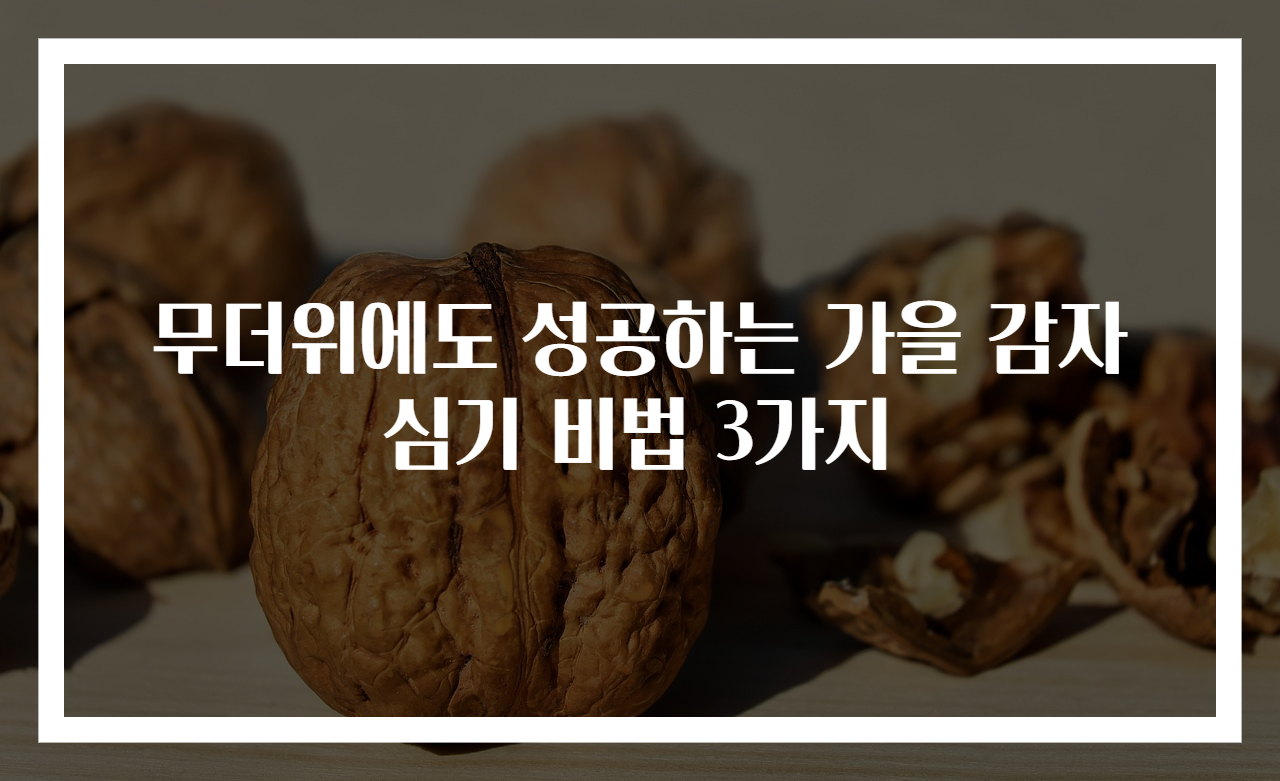 무더위에도 성공하는 가을 감자심기 비법 3가지