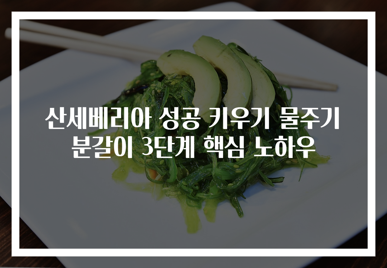 산세베리아 성공 키우기 물주기 분갈이 3단계 핵심 노하우