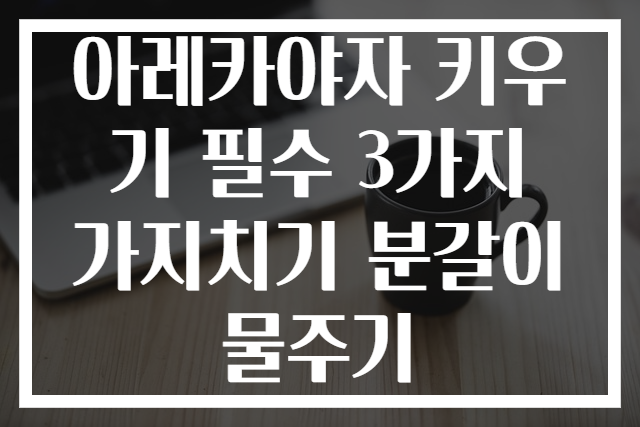 아레카야자 키우기 필수 3가지 가지치기 분갈이 물주기