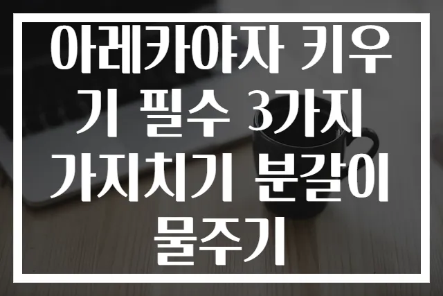 아레카야자 키우기 필수 3가지 가지치기 분갈이 물주기
