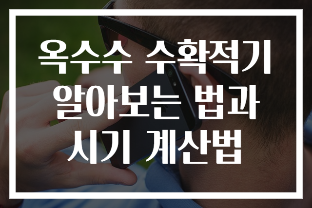 옥수수 수확적기 알아보는 법과 시기 계산법