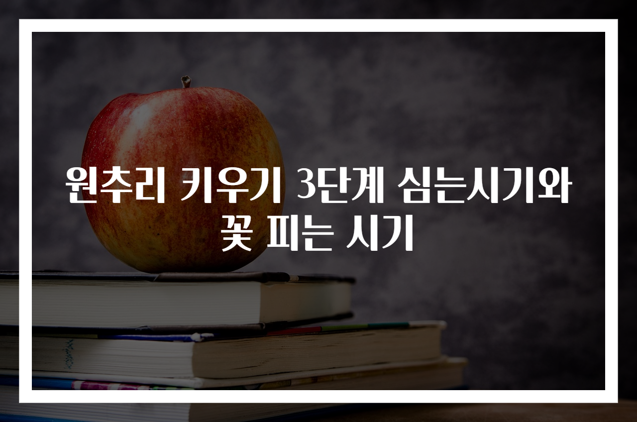 원추리 키우기 3단계 심는시기와 꽃 피는 시기