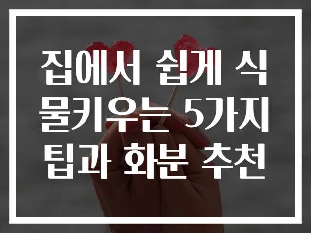 집에서 쉽게 식물키우는 5가지 팁과 화분 추천