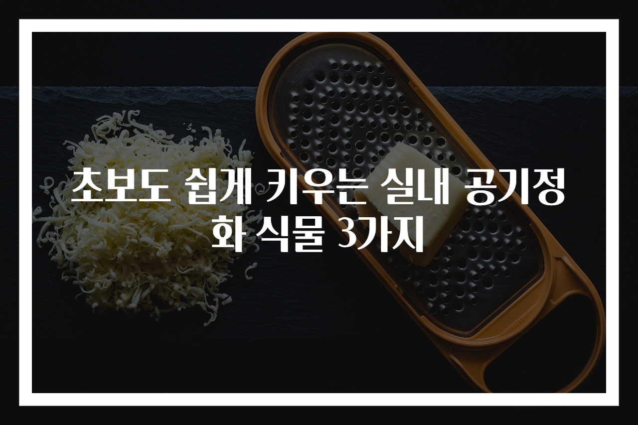 초보도 쉽게 키우는 실내 공기정화 식물 3가지