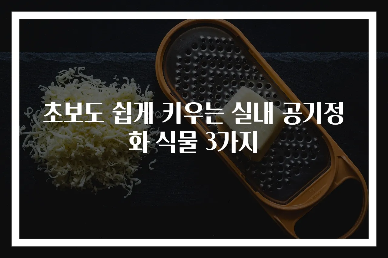 초보도 쉽게 키우는 실내 공기정화 식물 3가지