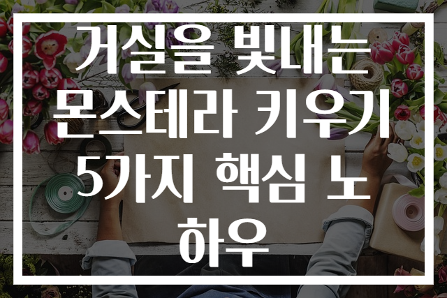 거실을 빛내는 몬스테라 키우기 5가지 핵심 노하우