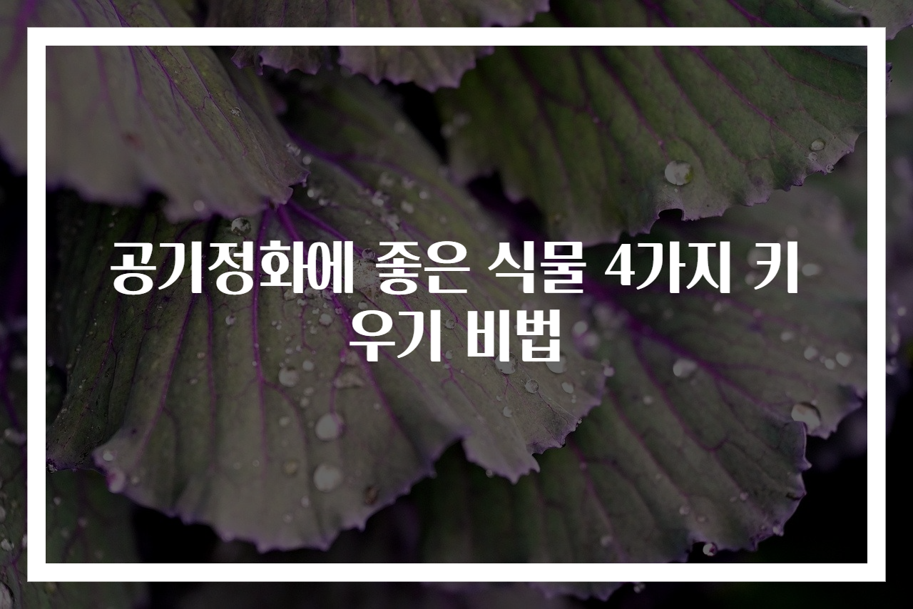 공기정화에 좋은 식물 4가지 키우기 비법