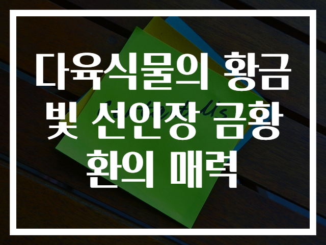 다육식물의 황금빛 선인장 금황환의 매력