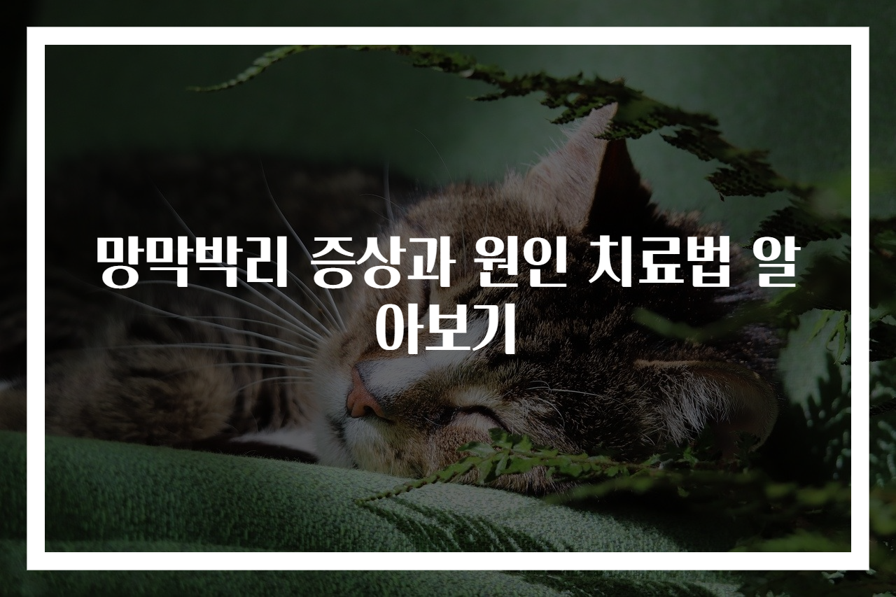 망막박리 증상과 원인 치료법 알아보기